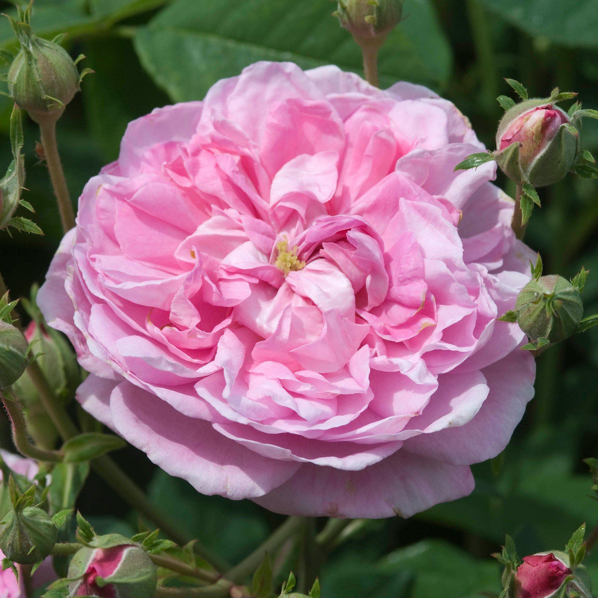 Sapone d'Aleppo Surgras alle rose - Tadé Sapone Tadé